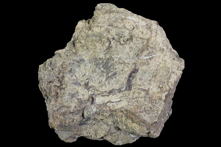 Wide Triceratops Frill Shield Section - North Dakota #73912